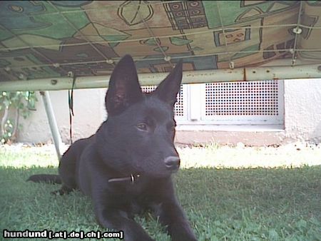 Australian Kelpie Hunde Foto 15439 in höherer Auflösung ansehen Australian Kelpie Charming Mikka of Mersey downs