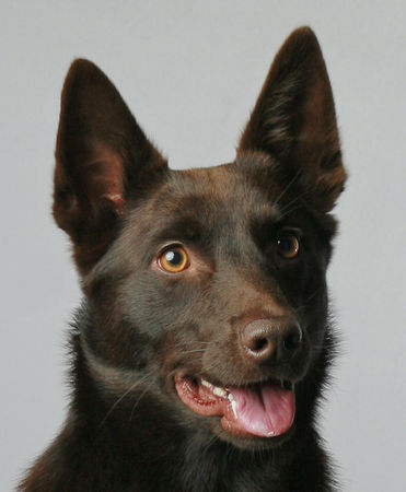 Australian Kelpie Hunde Foto 35391 in höherer Auflösung ansehen Australian Kelpie Dutch Dynamite Dinamic Disney (Kaya) 1 jahr