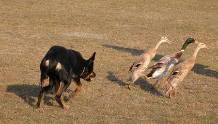 Australian Kelpie Hunde Foto 2477 Australian Kelpie Working Kelpie Hündin hütet Laufenten