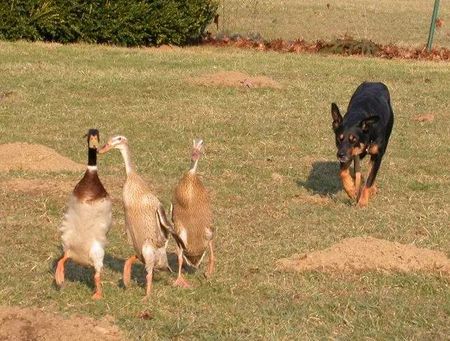 Australian Kelpie Hunde Foto 2478 Australian Kelpie Working Kelpie Hündin hütet Laufenten