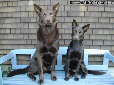 Australian Kelpie Hunde Foto 23498 in höherer Auflösung ansehen Australian Kelpie Xanatos & Flash