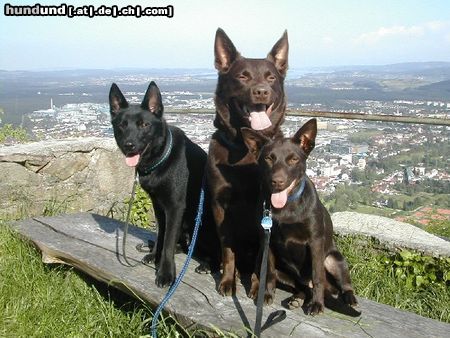 Australian Kelpie Hunde Foto 21916 in höherer Auflösung ansehen Australian Kelpie Mikka, Xanatos und klein Flash auf dem Hohentwiel