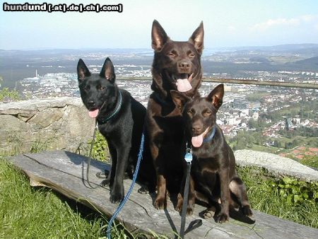 Australian Kelpie Mikka, Xanatos und klein Flash auf dem Hohentwiel