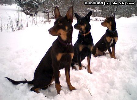 Australian Kelpie Hunde Foto 19094 in höherer Auflösung ansehen Australian Kelpie Tango, Maffin und Mike 3 Working Kelpies