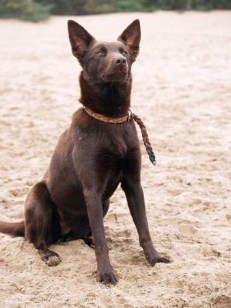 Australian Kelpie Hunde Foto 43410 in höherer Auflösung ansehen Australian Kelpie Kiwi (Hündin)