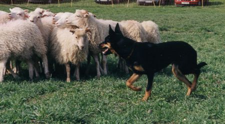Australian Kelpie Hunde Foto 2475 Australian Kelpie Working Kelpie Hündin beim Hüten