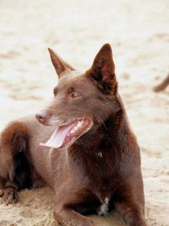 Australian Kelpie Majsan (Hündin)