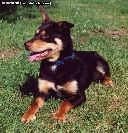 Australian Kelpie Hunde Foto 4755 Australian Kelpie Mighty Mike ein red and tan Working Kelpie Rüde