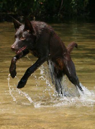 Australian Kelpie Hunde Foto 43413 in höherer Auflösung ansehen Australian Kelpie Narani (Hündin)