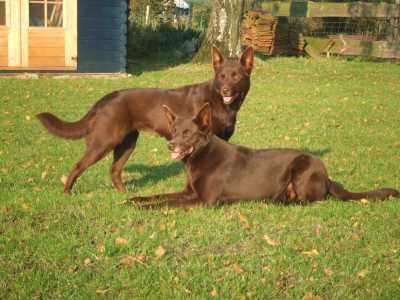 Australian Kelpie Hunde Foto 43414 in höherer Auflösung ansehen Australian Kelpie Majsan & Ninja (Hündinnen)