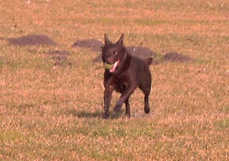 Australian Kelpie Yirr-ma Bashyr of the Two Chestnuts