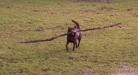 Australian Kelpie Hunde Foto 29992 in höherer Auflösung ansehen Australian Kelpie Yirr-ma Bashyr of the Two Chestnuts