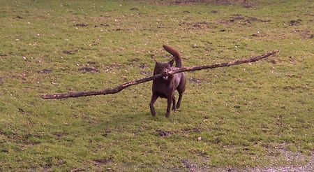 Australian Kelpie Yirr-ma Bashyr of the Two Chestnuts