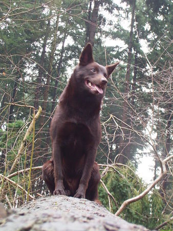 Australian Kelpie Yirr-ma Bashyr of the Two Chestnuts