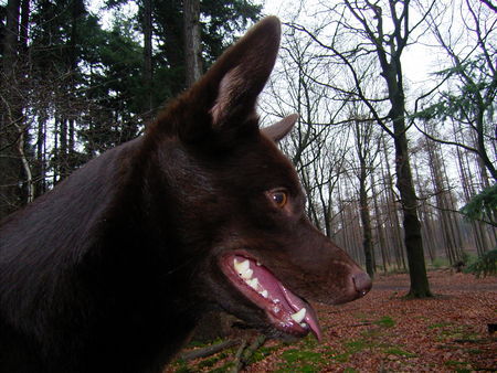 Australian Kelpie Hunde Foto 29990 in höherer Auflösung ansehen Australian Kelpie Yirr-ma Bashyr of the Two Chestnuts
