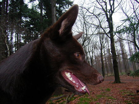 Australian Kelpie Yirr-ma Bashyr of the Two Chestnuts