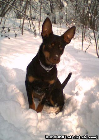 Australian Kelpie Hunde Foto 19095 in höherer Auflösung ansehen Australian Kelpie Richcreek Twisted Tango Working Kelpie