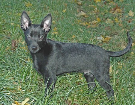 Australian Kelpie Taree Kelpiebrink  11 Wochen