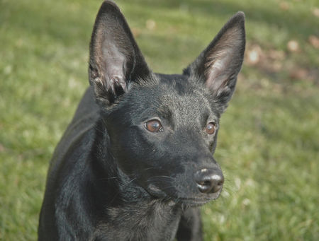 Australian Kelpie Hunde Foto 37384 Australian Kelpie Taree Kelpiebrink - 5 Monate