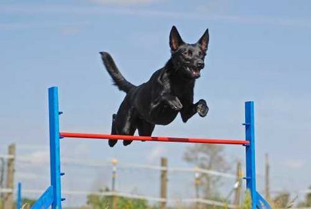 Australian Kelpie Taree (Rüde)