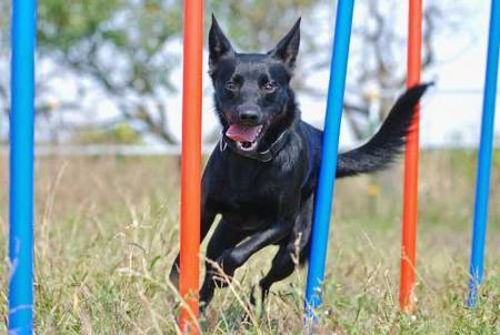 Australian Kelpie Hunde Foto 43415 in höherer Auflösung ansehen Australian Kelpie Taree (Rüde)