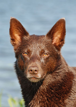 Australian Kelpie Hunde Foto 42544 in höherer Auflösung ansehen Australian Kelpie CH KLA Simply Xtra Special (Terra), einfach schön!