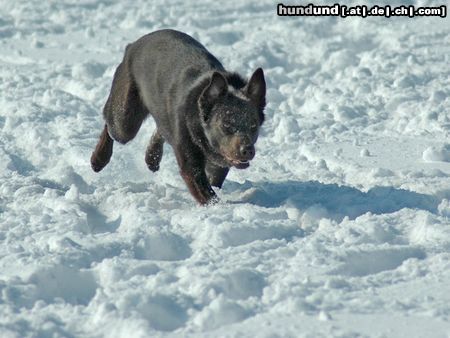 Australian Kelpie Hunde Foto 19211 in höherer Auflösung ansehen Australian Kelpie KLA Simply Xtra Special (Terra) Aus. Import nach Holland. Terra hier beim Hütearbeit im Schnee am 3e marz 2005