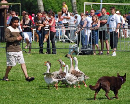 Australian Kelpie CH KLA Simply Xtra Special beim Gänzehüten in Frankreich mai 2008