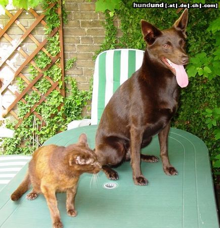 Australian Kelpie Hunde Foto 18749 Australian Kelpie Hunde und Katzen, Feinde? nicht wenn deine Name Vax ist. Multi Ch. Kalan Sky Choc mit Havaneser Katze