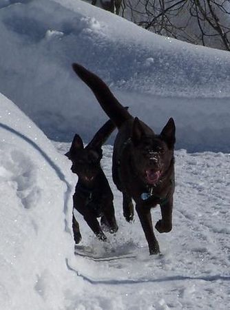 Australian Kelpie Xanatos und Flash in Wildhaus/Schweiz