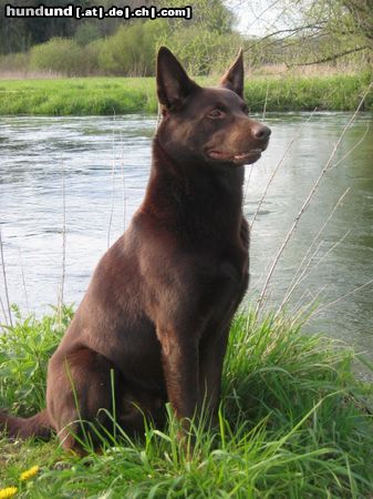 Australian Kelpie Hunde Foto 21122 in höherer Auflösung ansehen Australian Kelpie Kalan Sky Heights