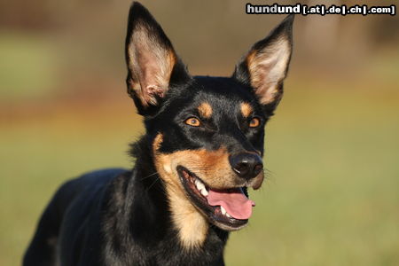 Australian Kelpie Happy