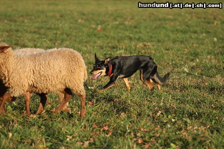 Australian Kelpie Happy/in Reutlingen