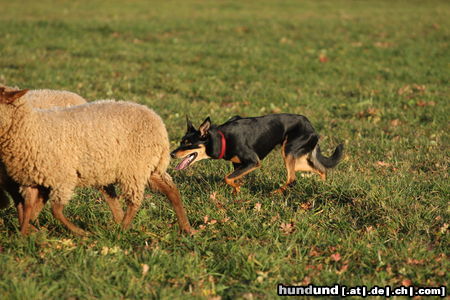 Australian Kelpie Happy und das Schaf