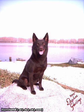 Australian Kelpie Hunde Foto 20852 Australian Kelpie Yirr-ma Bashyr of the Two Chestnuts