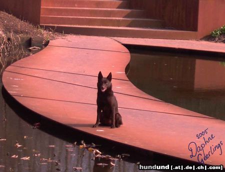Australian Kelpie Hunde Foto 20948 Australian Kelpie Yirr-ma Bashyr of the Two Chestnuts