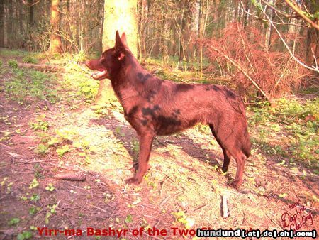 Australian Kelpie Hunde Foto 20851 Australian Kelpie Yirr-ma Bashyr of the Two Chestnuts
