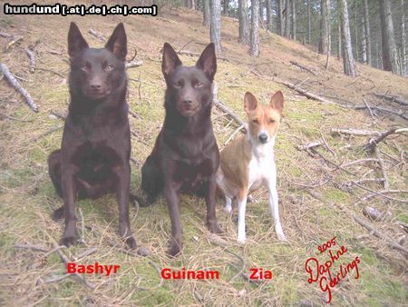 Australian Kelpie Hunde Foto 20950 Australian Kelpie Yirr-ma Bashyr + Ch. Guinam + Ch. Zia (Basenji)