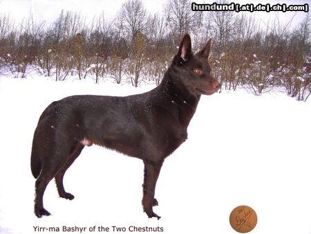 Australian Kelpie Hunde Foto 20850 in höherer Auflösung ansehen Australian Kelpie Yirr-ma Bashyr of the Two Chestnuts