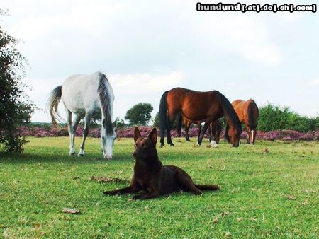 Australian Kelpie Dutch Dynamite Dazzler Dazz (Birk) auf Urlaub in Süd England (New Forest)