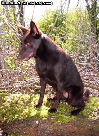 Australian Kelpie Hunde Foto 20320 in höherer Auflösung ansehen Australian Kelpie Dutch Dynamite Dazzler Dazz (Birk) hier mit 2,5 jahre auch er liebt es zu kletern.