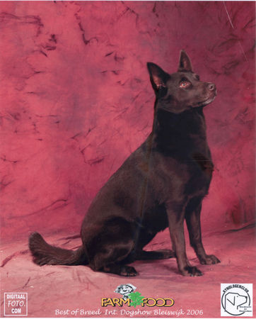 Australian Kelpie Hunde Foto 36623 in höherer Auflösung ansehen Australian Kelpie Ch. KLA Simply Xtra Special, weltsieger 2006