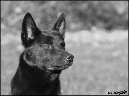 Australian Kelpie Hunde Foto 28047 in höherer Auflösung ansehen Australian Kelpie Charming Mikka of Mersey Downs
