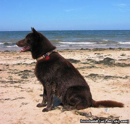Australian Kelpie Hunde Foto 18607 in höherer Auflösung ansehen Australian Kelpie Dutch Dynamite Dashin Dan auf's Strand hier im alter von zwei jahre