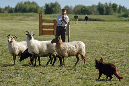 Australian Kelpie Int. Ch. Dutch Dynamite Datildoo Darwin beim Hüten Trial sep '05