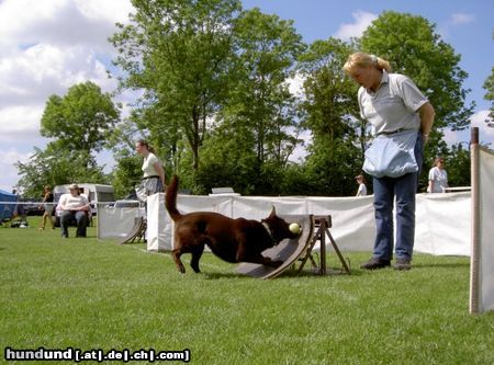 Australian Kelpie Hunde Foto 12736 Australian Kelpie Dutch Dynamite Datildoo Darwin competing in Flyball