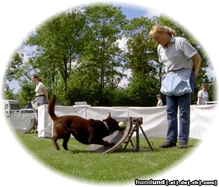Australian Kelpie Hunde Foto 18585 in höherer Auflösung ansehen Australian Kelpie Ch. Dutch Dynamite Datildoo Darwin beim Int. Flyball wettkampf