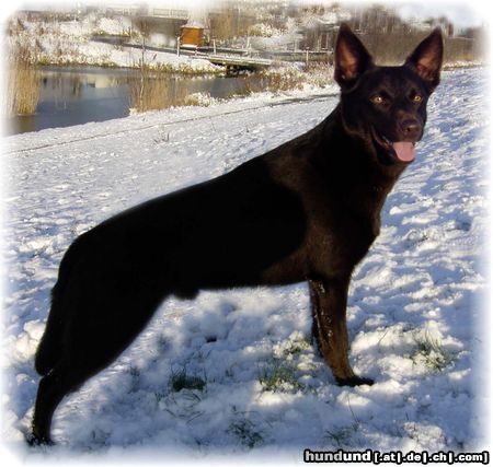 Australian Kelpie Hunde Foto 12734 Australian Kelpie Dutch Dynamite Datildoo Darwin ES'04