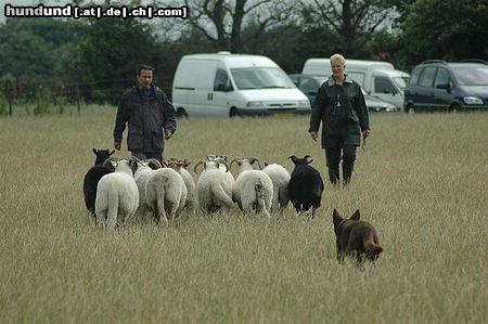 Australian Kelpie Nat. & Int. Ch. Dutch Dynamite Datildoo Darwin beim Hütearbeit, bild von Jan Passchier.