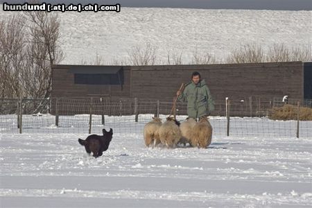 Australian Kelpie Hunde Foto 19206 in höherer Auflösung ansehen Australian Kelpie Ch. Dutch Dynamite Datildoo Darwin, LuxCh., NLCh., ESgr'04. Hier beim Hütearbeit im Schnee am 3 Marz 2005